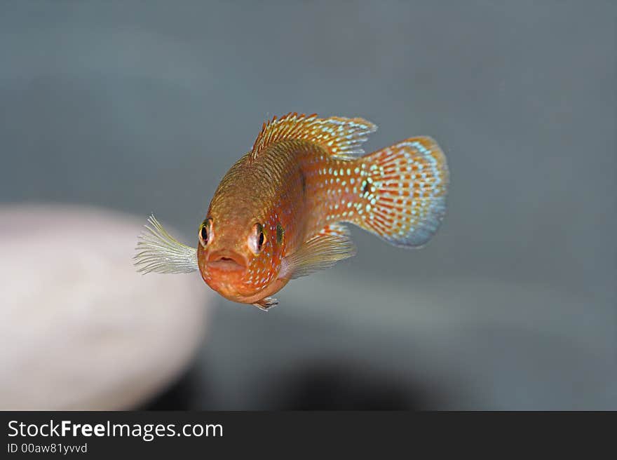 Hemichromis Lifalili malawii ciclid in aquarium