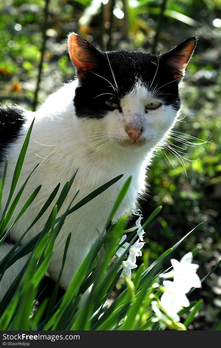 Cat on green grass, cat in nature. Cat on green grass, cat in nature