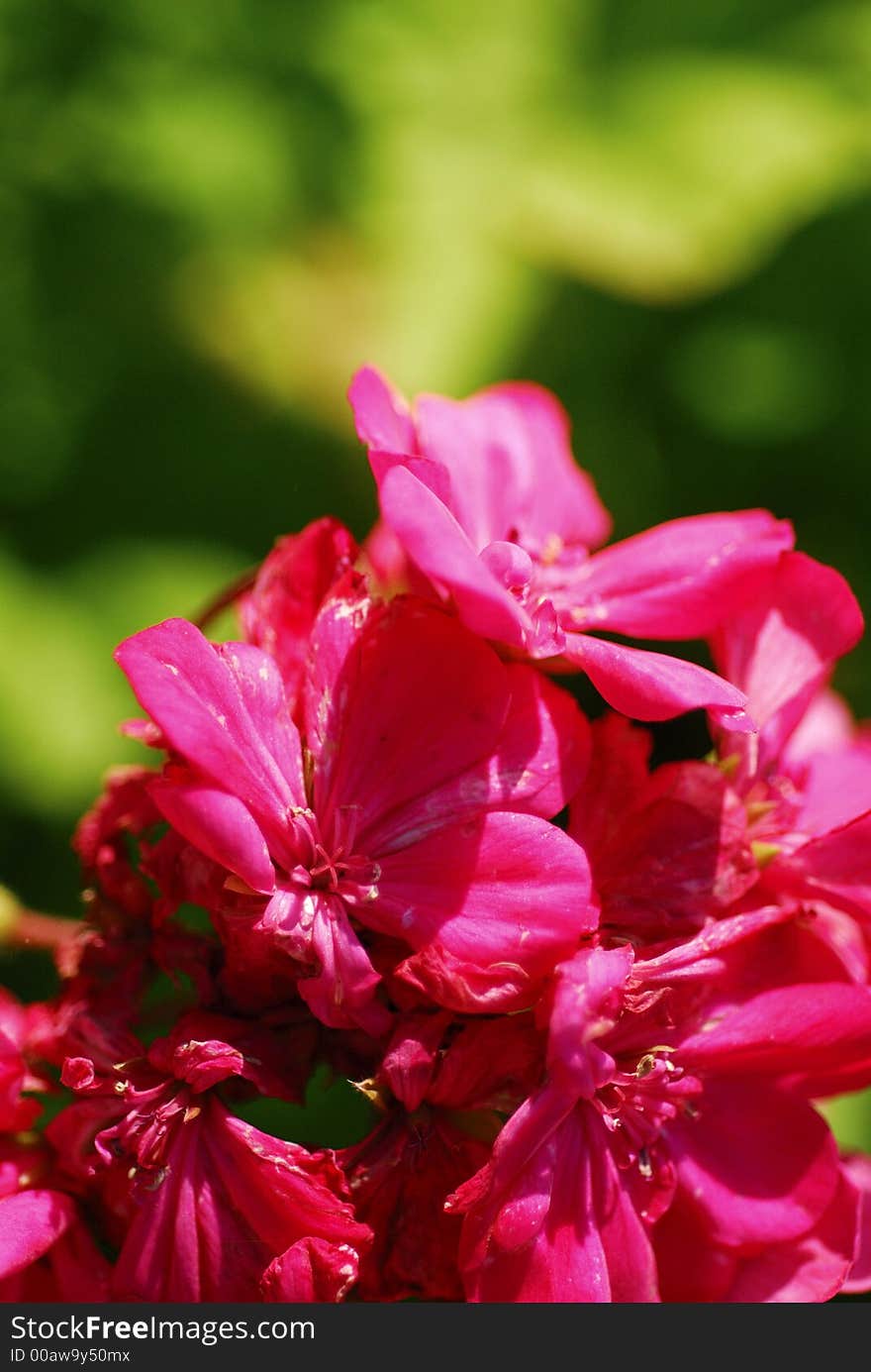 Flower at the garden in my village. Flower at the garden in my village