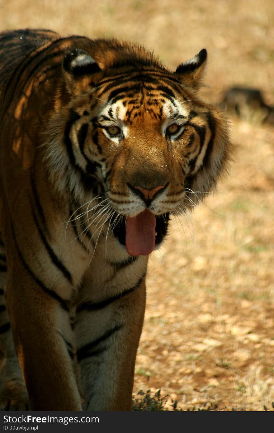 Tiger in a hot summerday looking for shady place. Tiger in a hot summerday looking for shady place.