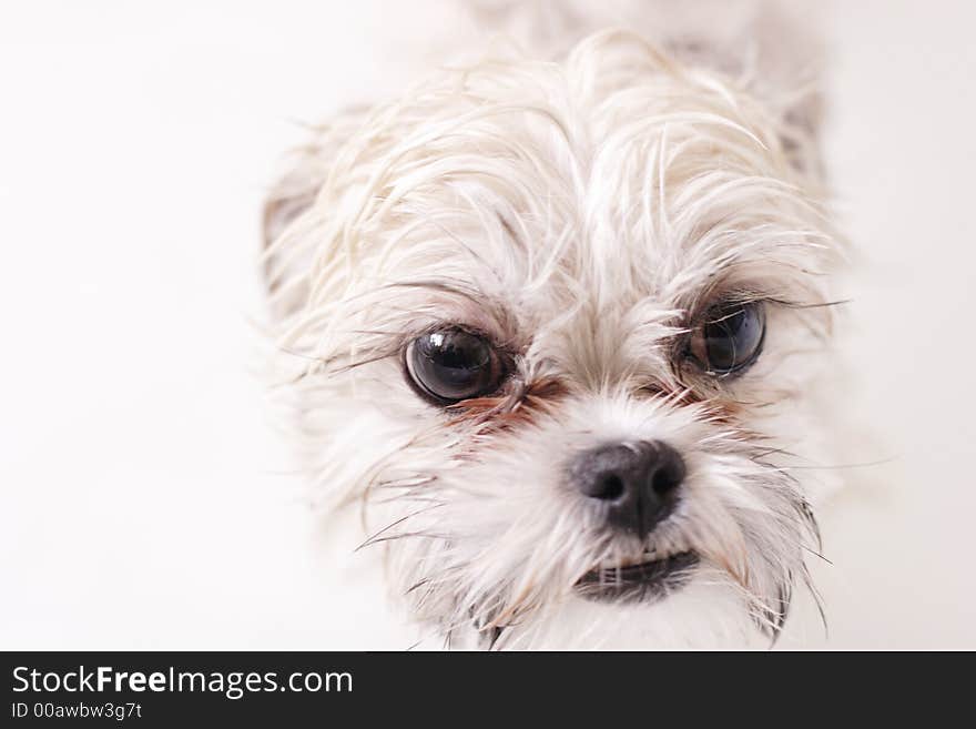 A wet dog after bath time.