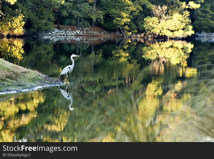 Great Blue Heron and Fall Reflections