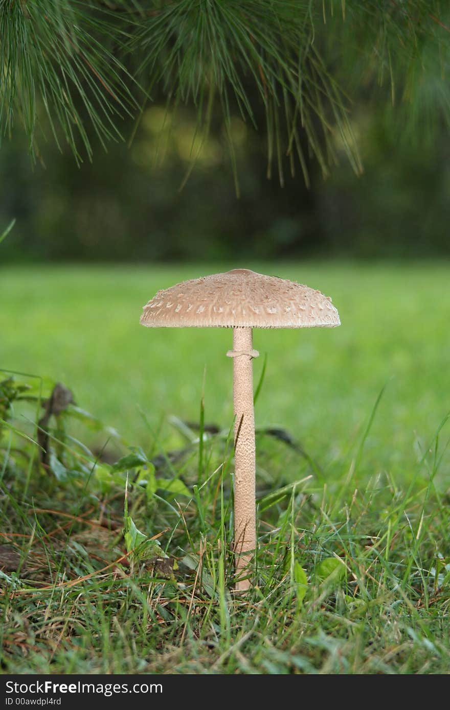 A toadstool/mushroom under a pine tree in the yard. A toadstool/mushroom under a pine tree in the yard.