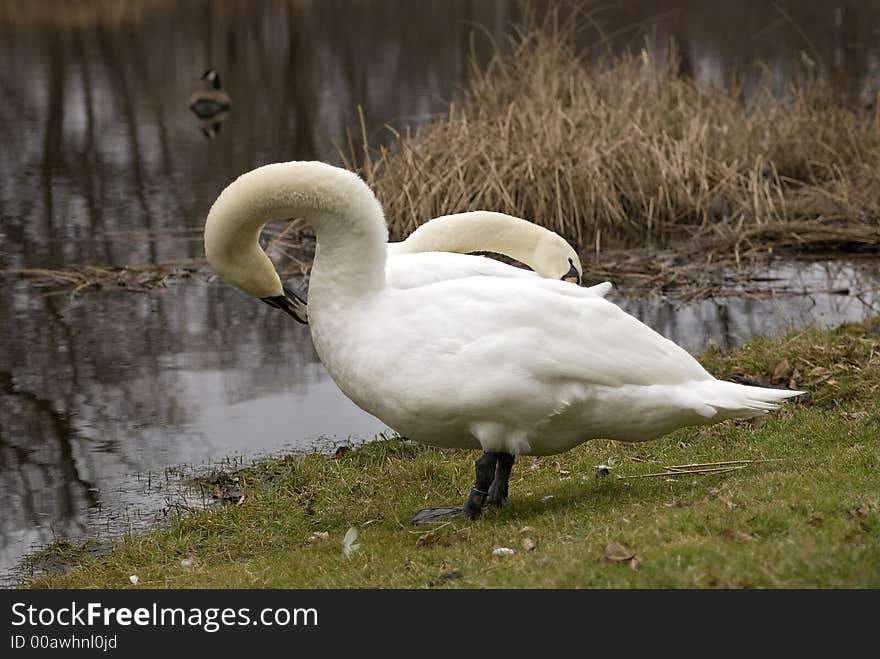 A couple of Mute swans at the edge of a river in Marshall, MI. Preening their feathers. A couple of Mute swans at the edge of a river in Marshall, MI. Preening their feathers.