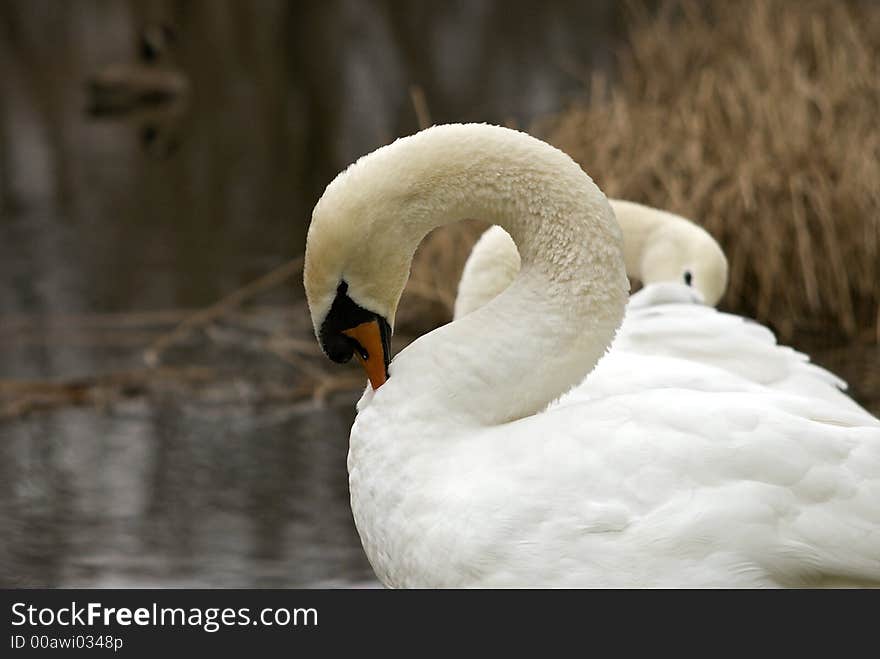 Mute Swan Pair 3