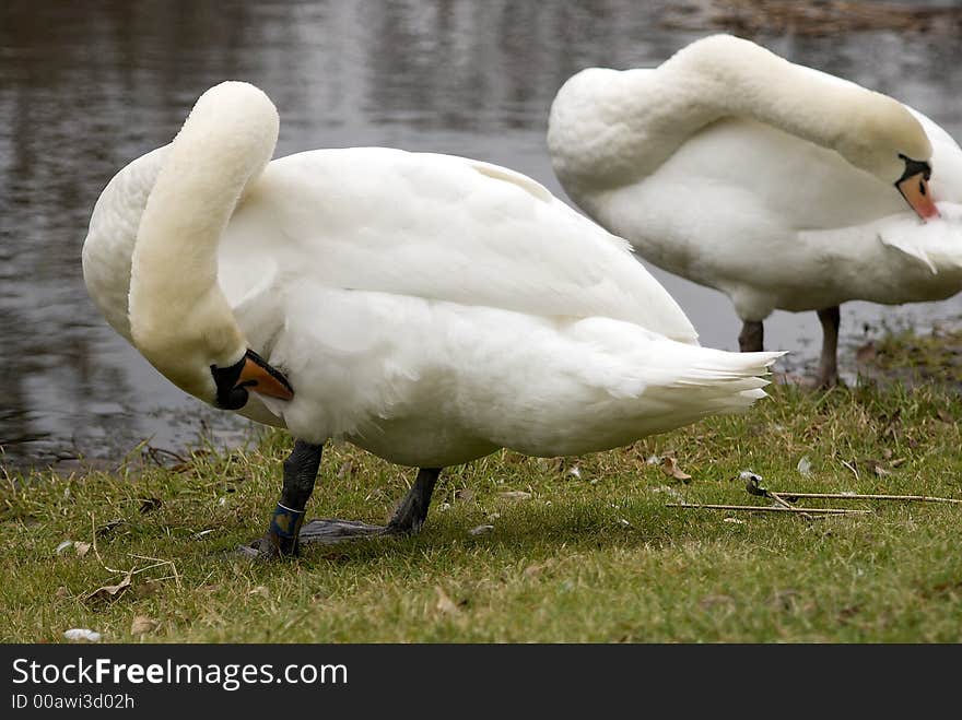 A couple of Mute swans at the edge of a river in Marshall, MI. Close-up of them Preening their feathers. A couple of Mute swans at the edge of a river in Marshall, MI. Close-up of them Preening their feathers.