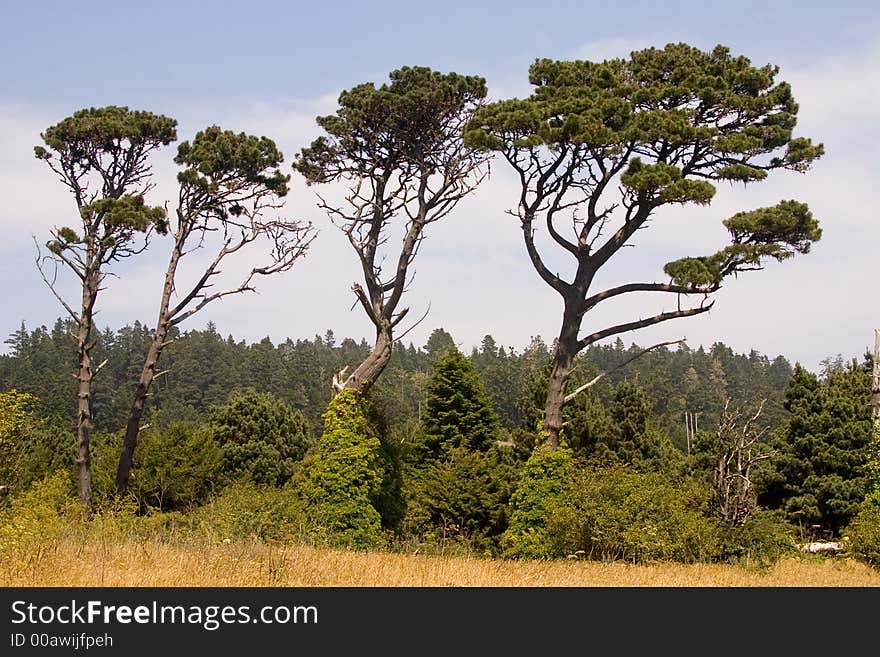 Trees in the field