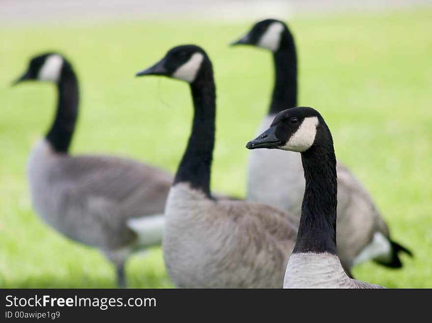 Staring Geese