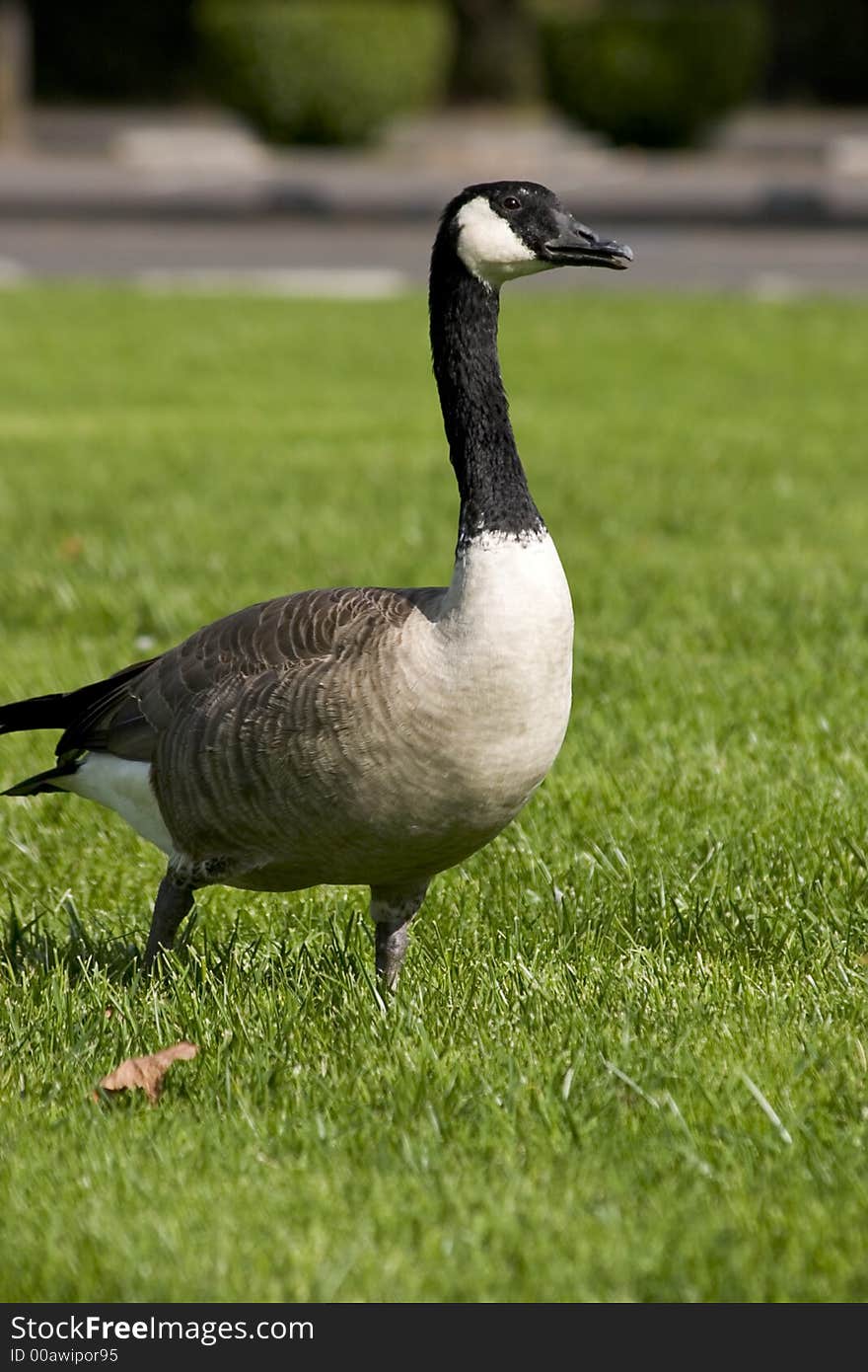 Goose