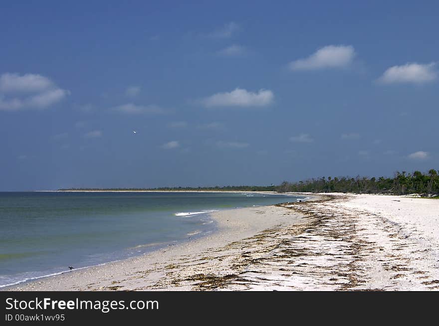 The shell strewn beach at Cayo Costa with the remnants of a tree damaged by Hurricane Charlie 2 years earlier. The shell strewn beach at Cayo Costa with the remnants of a tree damaged by Hurricane Charlie 2 years earlier.