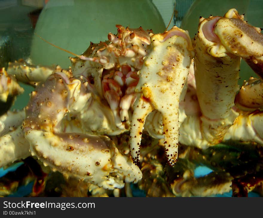 Korean King Crab in a Tank