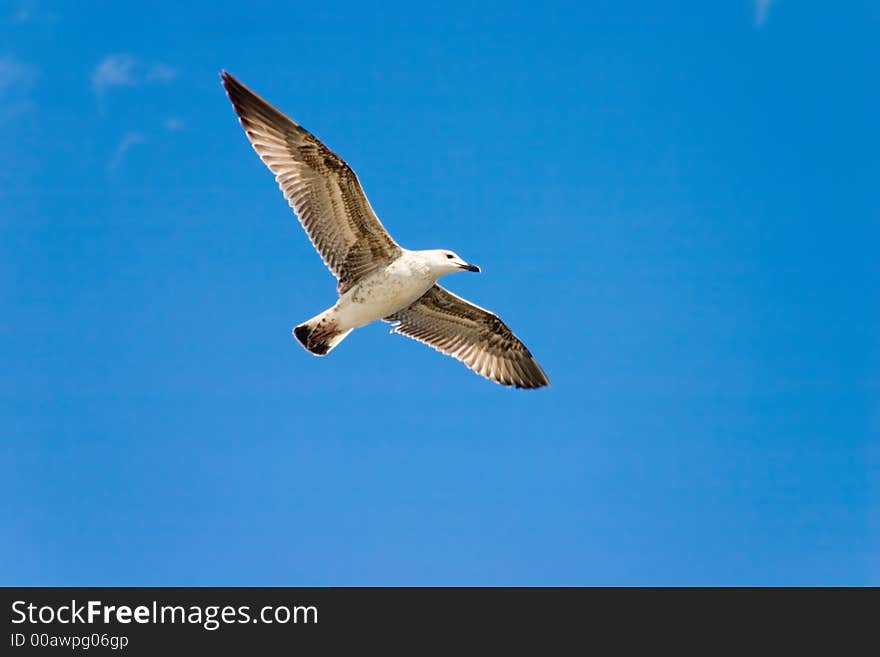 Seagull in gliding in mid-flight against blue sky