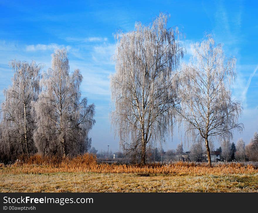 Frosted trees