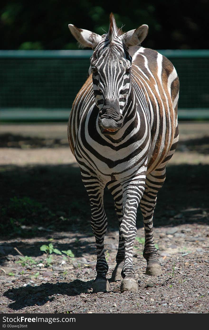 Laughing zebra