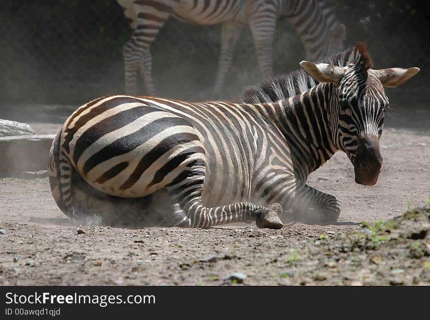 Slept zebra on ground close-up in sunny day. Slept zebra on ground close-up in sunny day