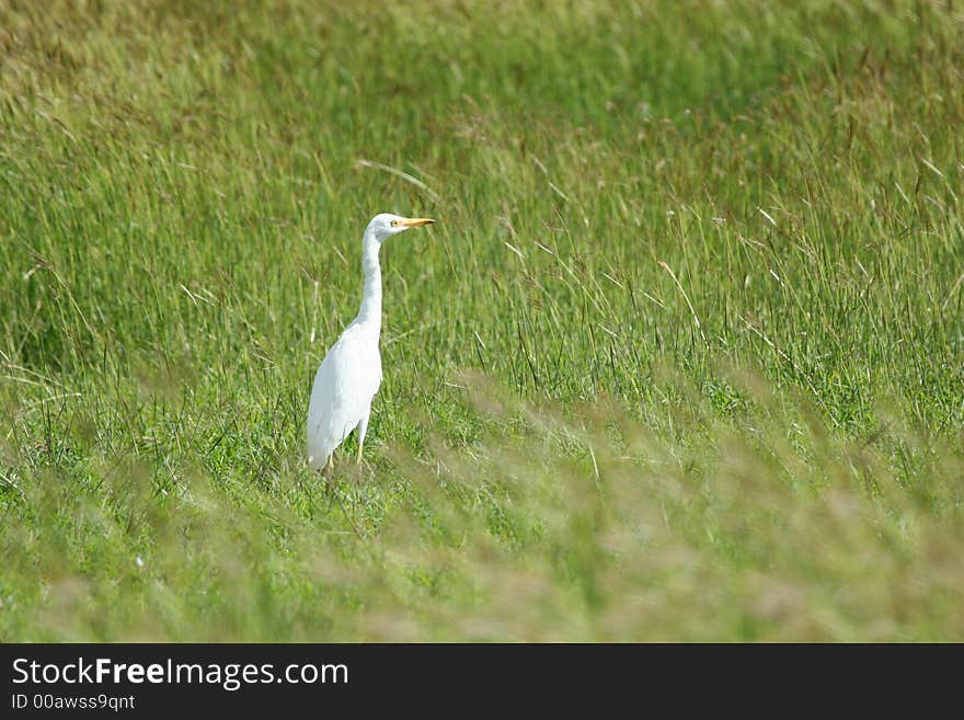 White Egret