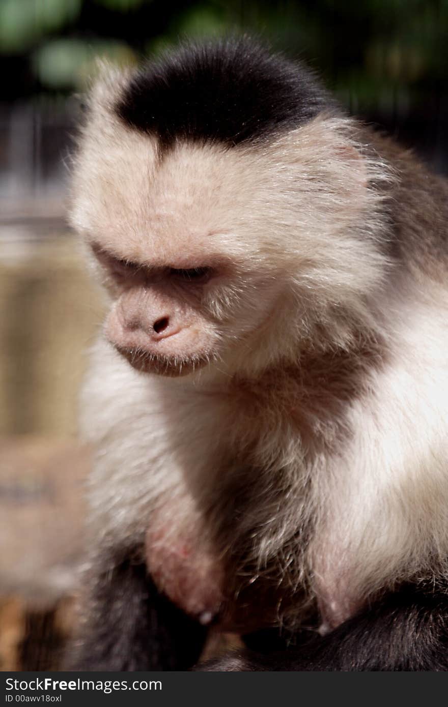 White-throated capuchins have a white to yellowish throat, head and shoulders.  The back and prehensile tail are black.  The hair on the crown forms a V. White-throated capuchins have a white to yellowish throat, head and shoulders.  The back and prehensile tail are black.  The hair on the crown forms a V.