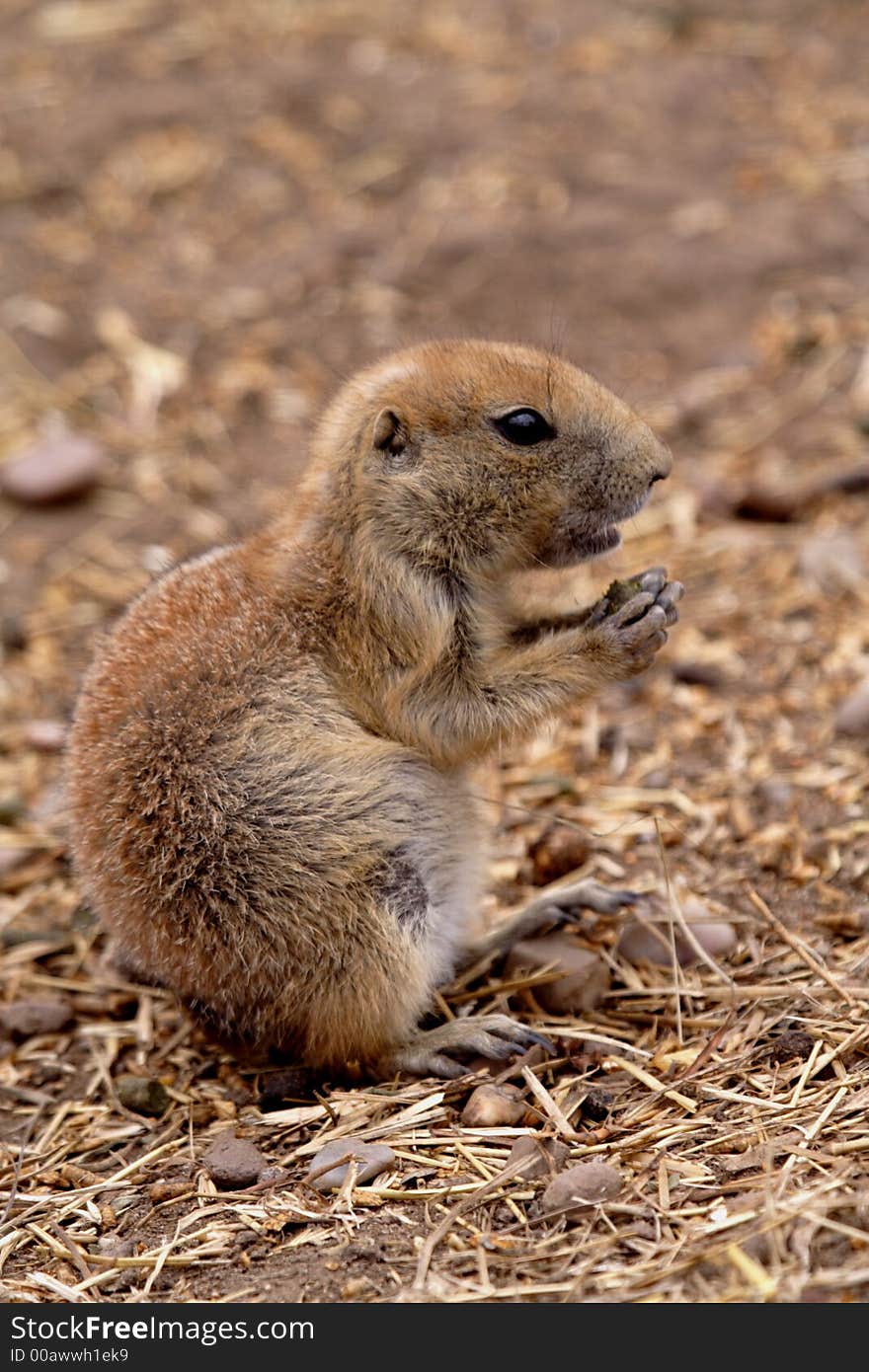 Prairie Dog,(Cynomys)