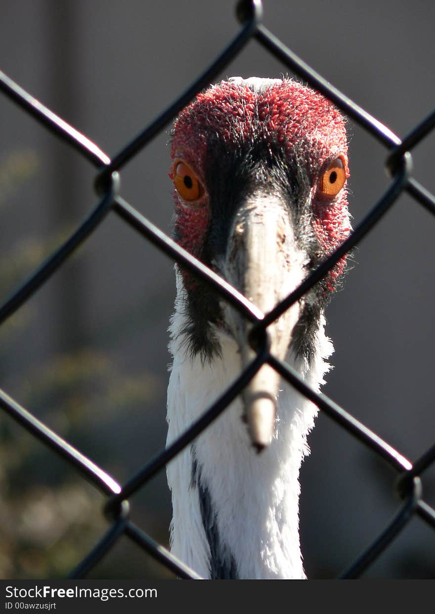 Close-up of a big-eyed crane with red head and orange eyes looking indignantly through a fence. Close-up of a big-eyed crane with red head and orange eyes looking indignantly through a fence