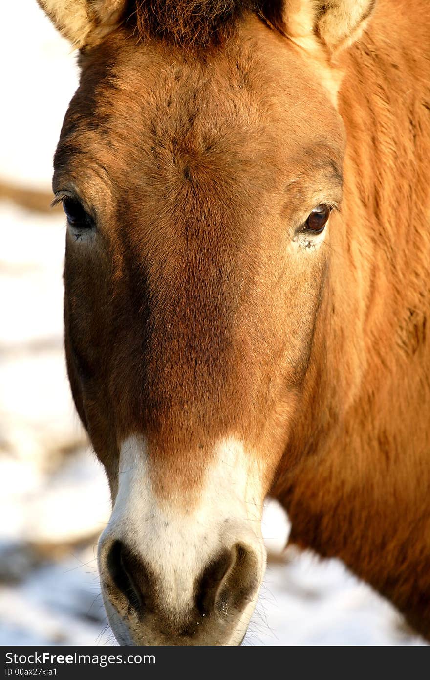 A close up of the horse.