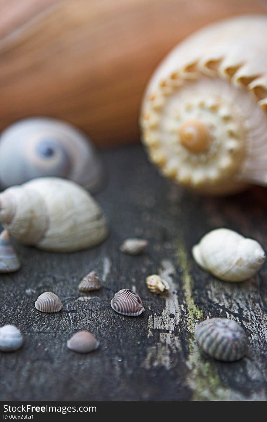 Assorted seashells - shallow depth of field. Assorted seashells - shallow depth of field