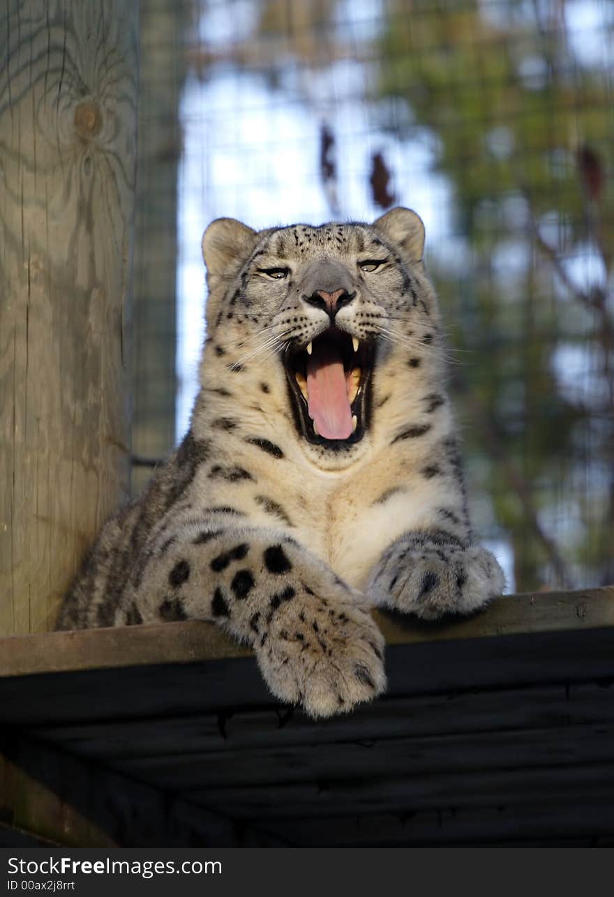 A close up of the cat yawning. A close up of the cat yawning