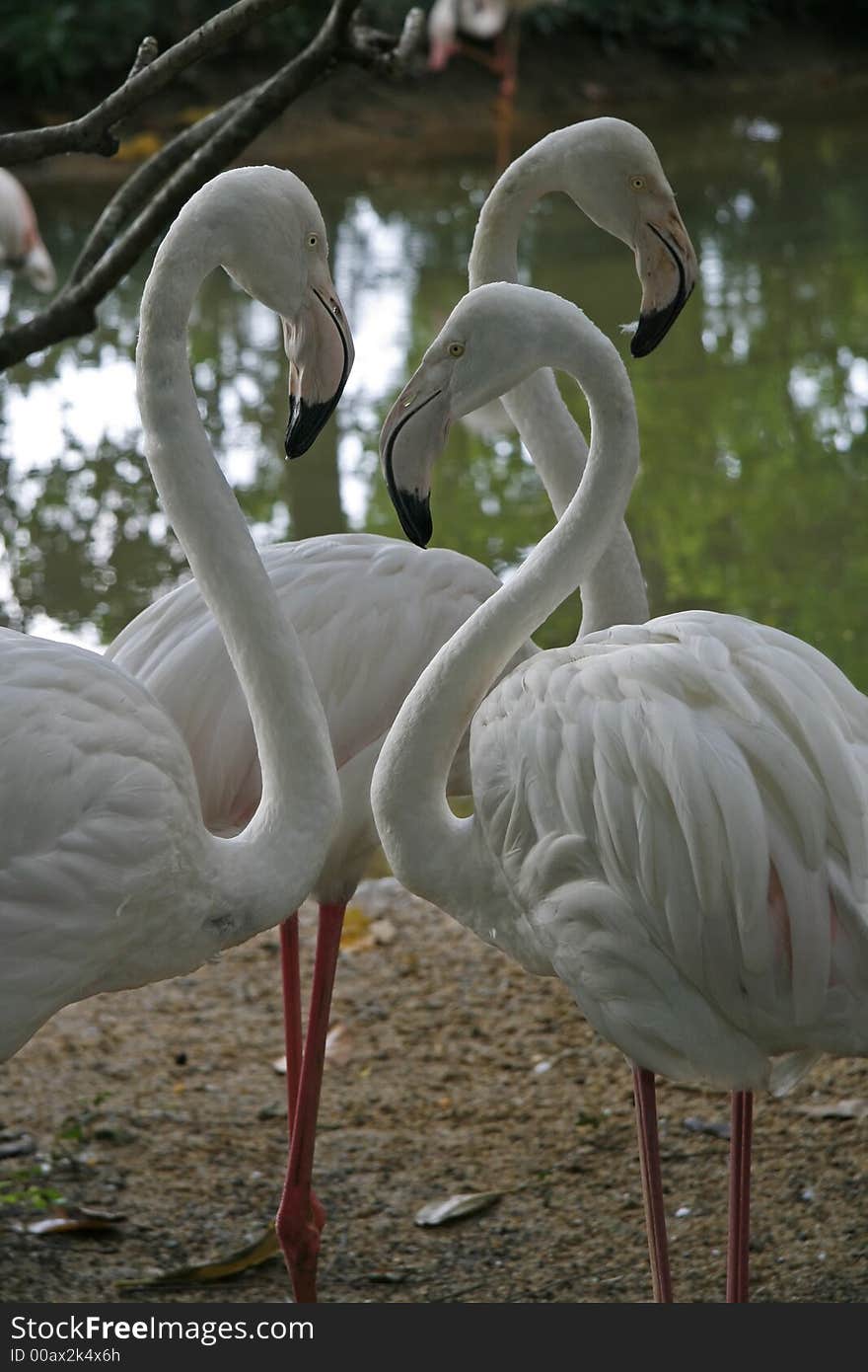 Three Flamingos