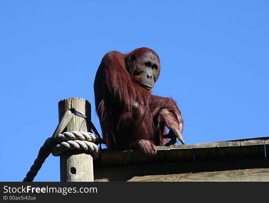 A bored Orangutan ponders the day ahead of him.