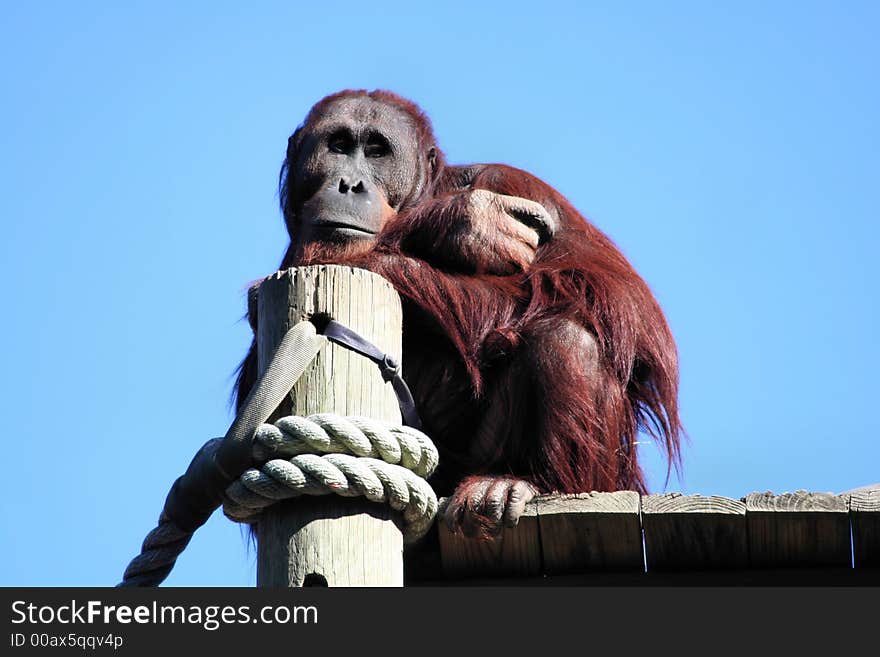 A bored Orangutan day dreams. A bored Orangutan day dreams.