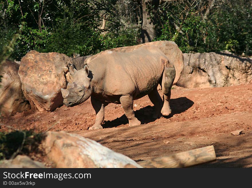 A large male Rhinoceros looking for something to graze. A large male Rhinoceros looking for something to graze.