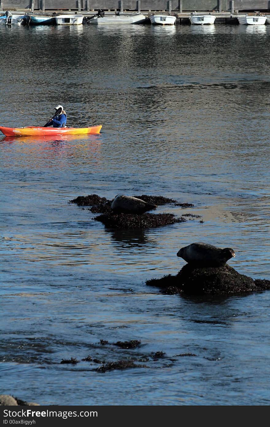 Woman and Sea Lions