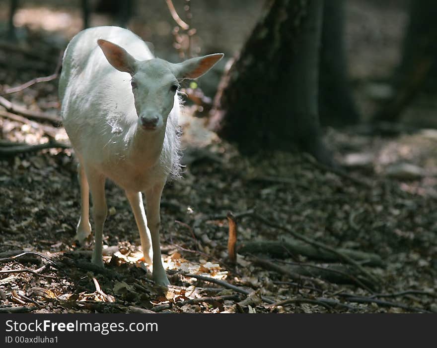 Animal in nature - white fallow deer. Animal in nature - white fallow deer