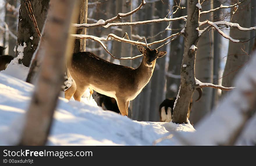 Fallow deer in winter natural scenery. Fallow deer in winter natural scenery