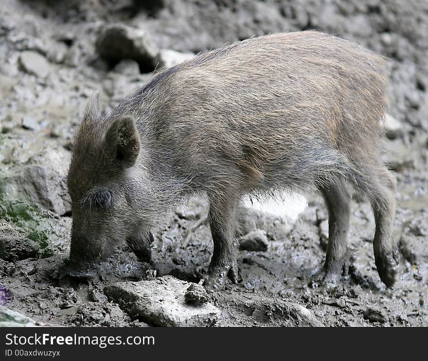 Young wild boar on a natural background