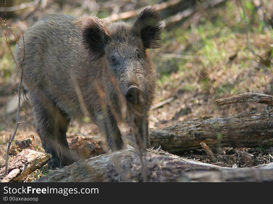 Portrait of Young wild boar in forest. Portrait of Young wild boar in forest