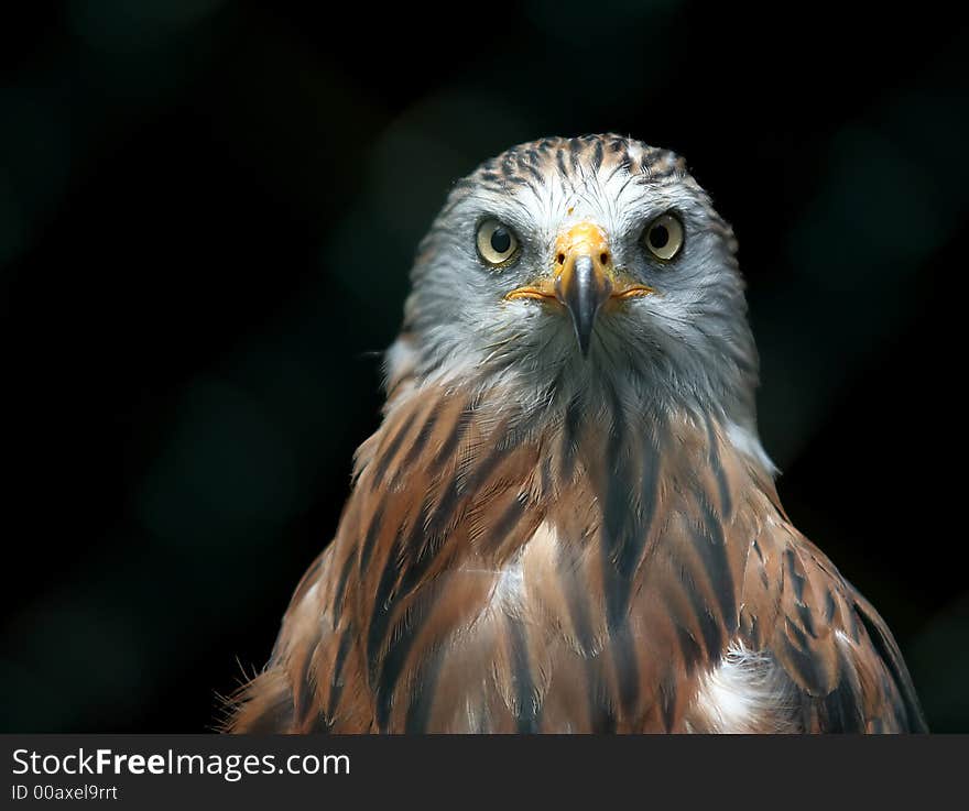 Kite portrait