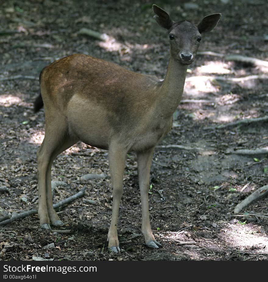 Brown Fallow Deer in forest