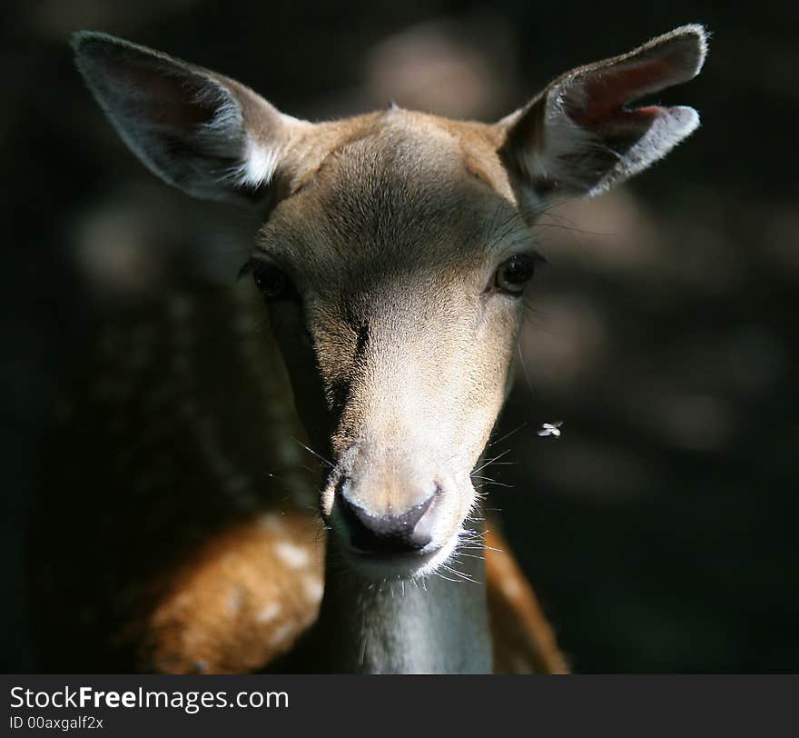 Front Portrait of  fallow female deer on natural background. Front Portrait of  fallow female deer on natural background