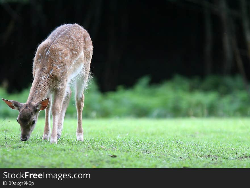 Sweet young fallow deer on the tree - rest time. Sweet young fallow deer on the tree - rest time