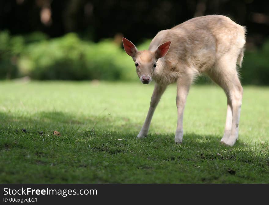 Sweet Young Fallow Deer