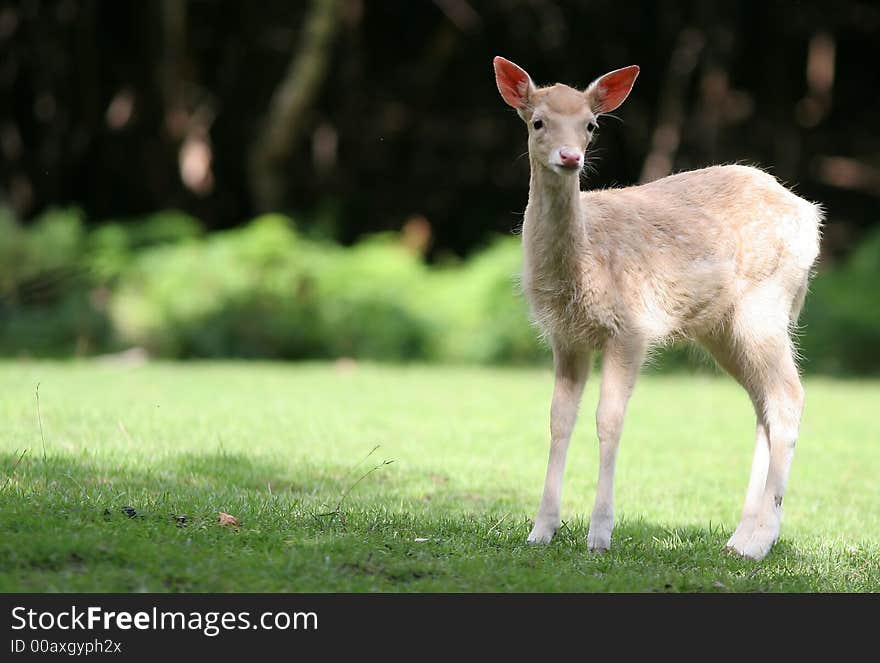 Animal in nature - Sweat young fallow deer. Animal in nature - Sweat young fallow deer