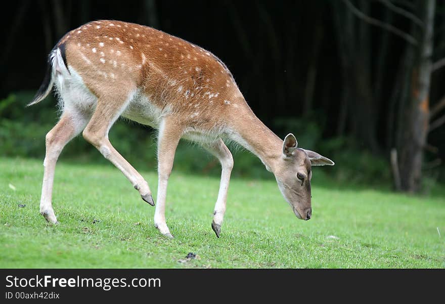 Walking young fallow deer on the tree - rest time. Walking young fallow deer on the tree - rest time