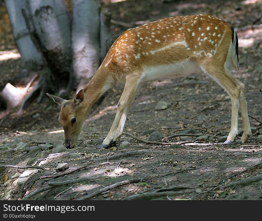 Brown fallow female deer on natural background. Brown fallow female deer on natural background