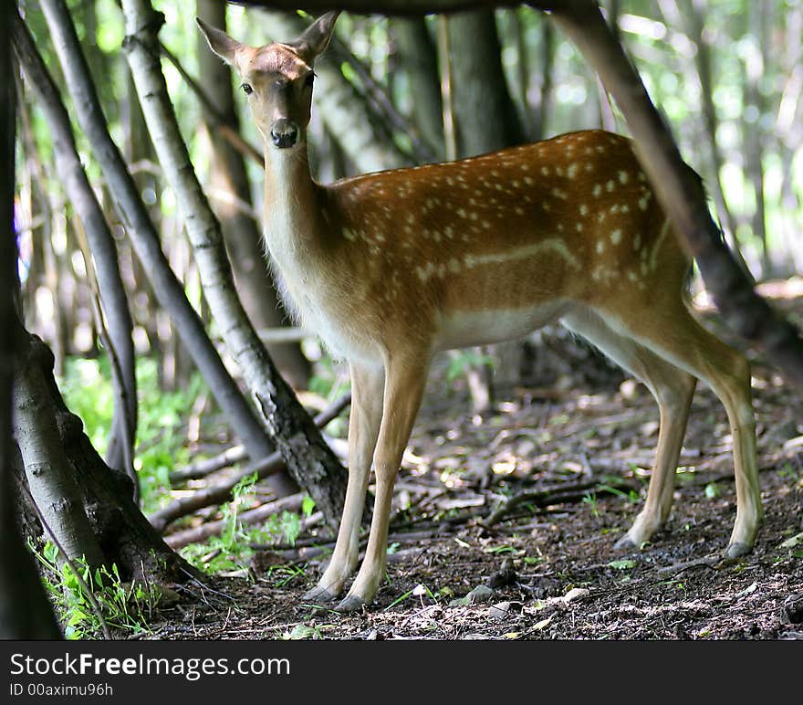 Brown Fallow deer on natural background. Brown Fallow deer on natural background