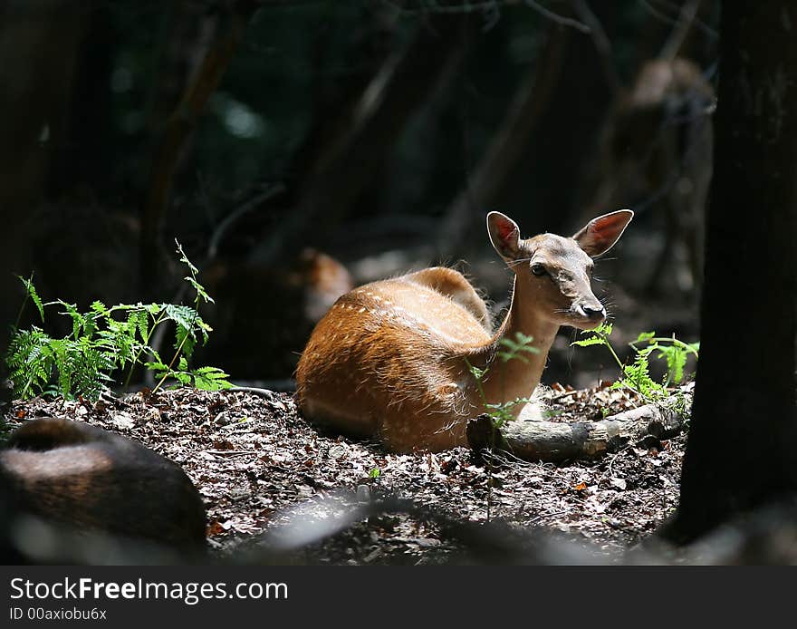 Rest of Fallow Deer in forest