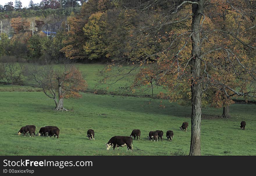 Autumn in New Jersey - Cows on a field. Autumn in New Jersey - Cows on a field