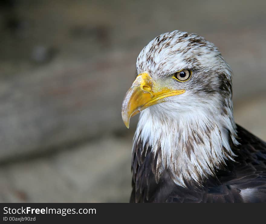 American Eagle - Bird  Portrait