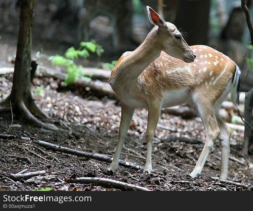 Brown Fallow Deer In Forest