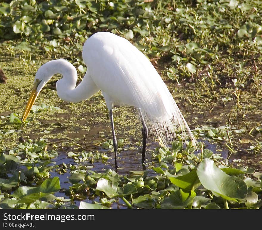 Great White Egret-winter Plumage