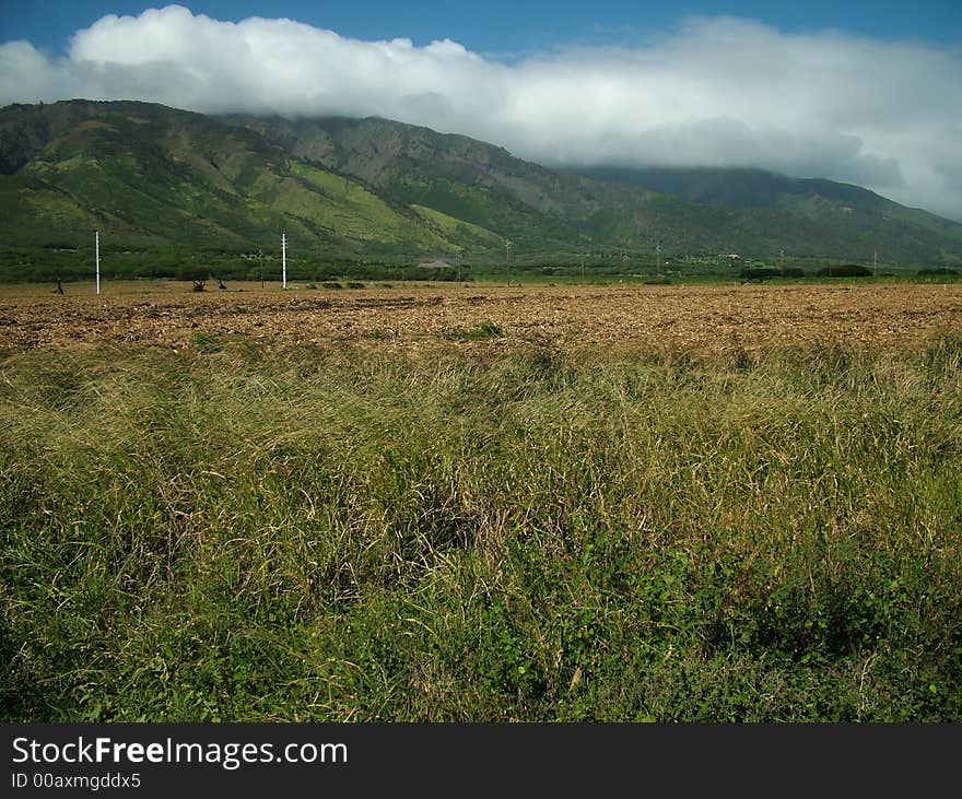 Sugar Cane Harvest